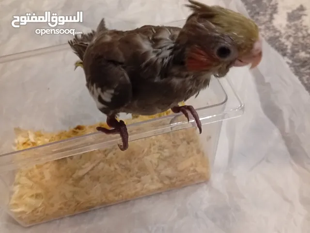 فرخ كروان حبشي اقراء الوصف
