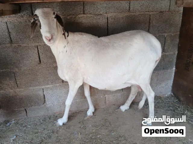 نعجه عشرا علي ميلاد او ل جمع