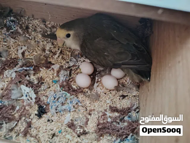 جوز روز تحته بيض