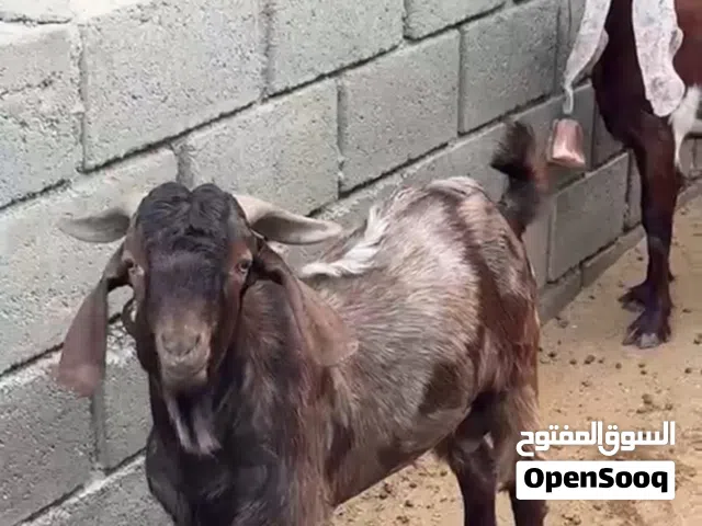 للبيع غنم تربيه باكستاني