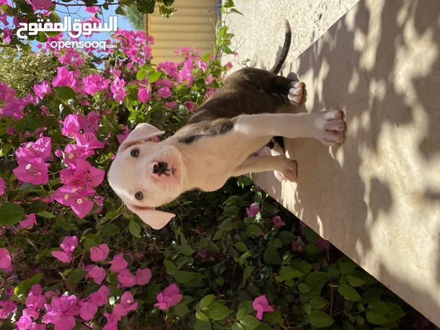 جراوي بيتبول ذكر و نتاية للبيع حاجة ربي يبارك