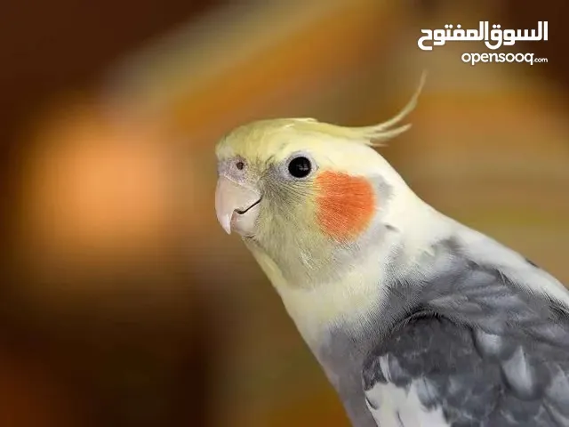 مطلوب كروان