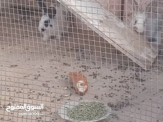 زوز انتايات الماني فراشة للبيع