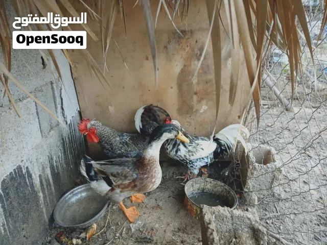 زوز ديوك وديك رومي ودكربط الله يبارك ماشاء الله ان شاء الله ربي يبارك ف ارزاق الناس