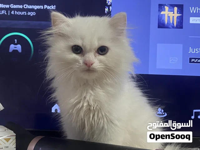 Pure White persian Kitten for free Adoption
