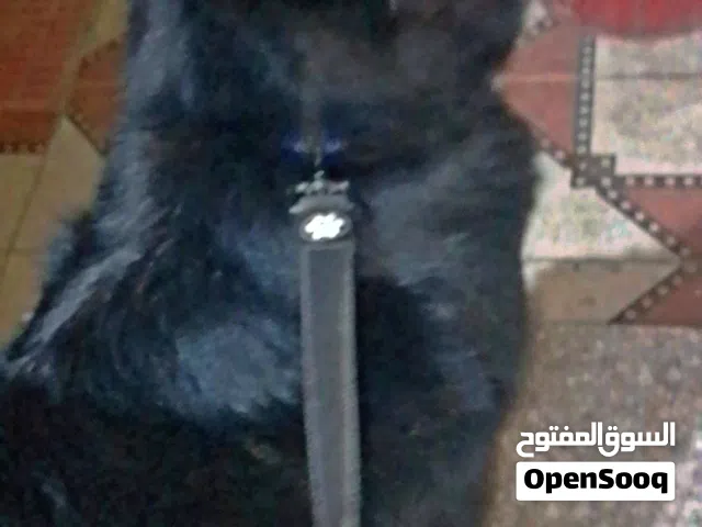 كلبه جيرمن بلاك انثى