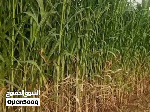 حريه غشمر درجة أولى