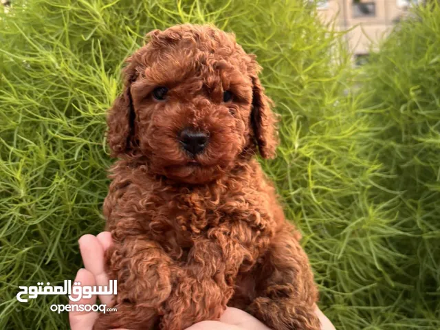 توى بودل انثى