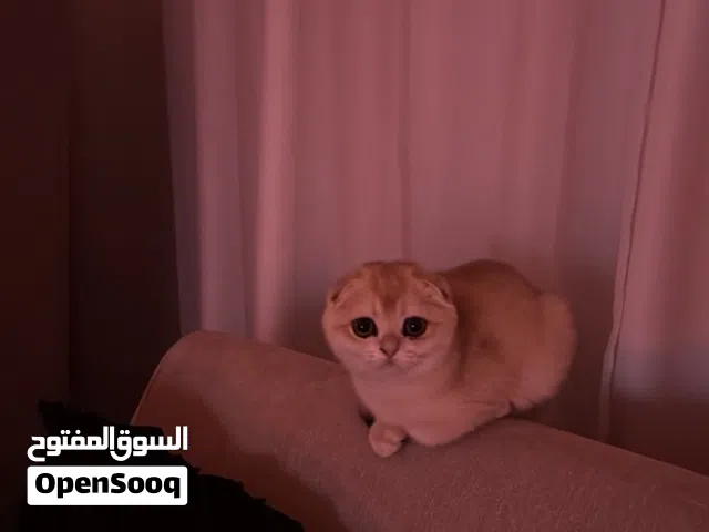 سكوتش فولد العمر3شهور بصحه ممتازه
