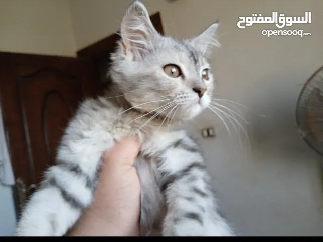 قطة شيرازي مون فيس متعودة علي اللتر بوكس وأكل اكل البيت