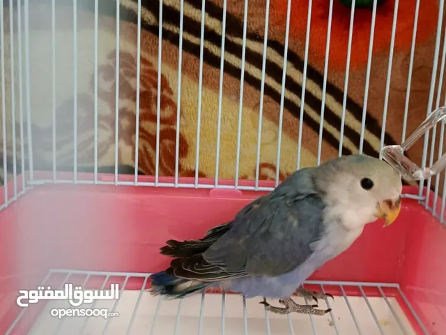 Love bird baby healthy and active birda eat by self