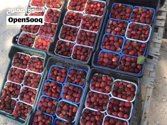 للبيع فراولة سكرية طازه كيف ملقطه