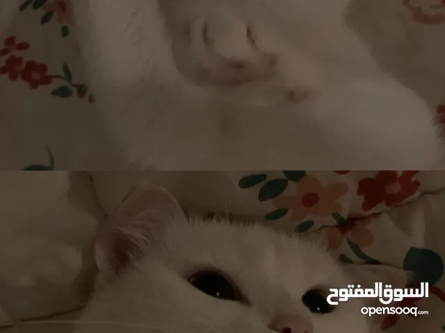 قطوه انثى للتزاوج + مطعمه + بيضاء صغيره بدون مبلغ female cat for mating + vaccinated