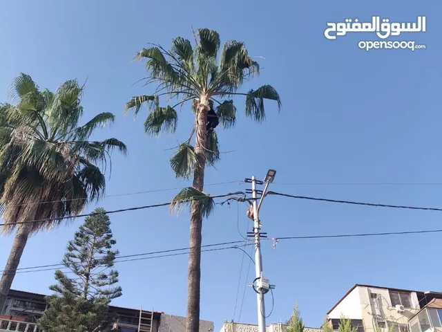 شجرتين نخل للبيع الصور اليوم الطول 15م