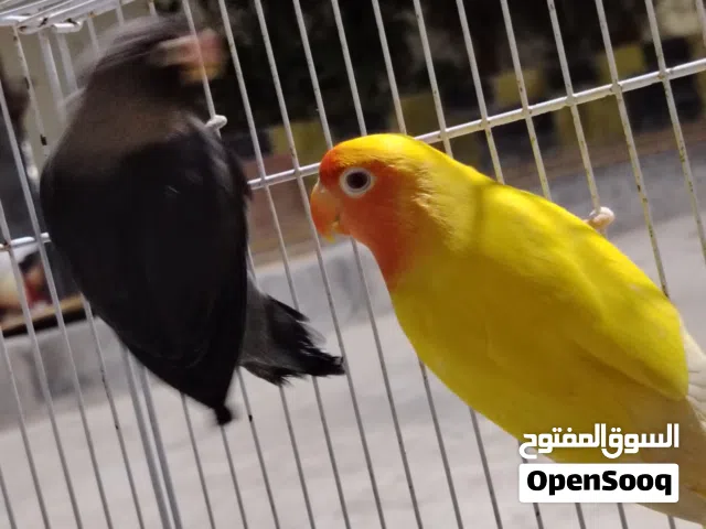 للبيع روز زوج مع أولاده +زوج فيشر