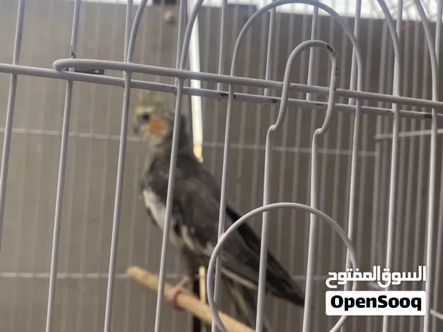 ببغاء كوكتيل جميل اللالون