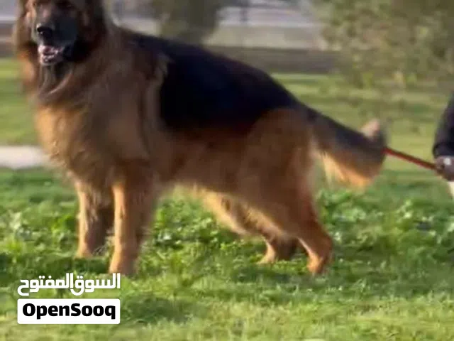 فحل للتجوز بس ضخامة ربي يبارك