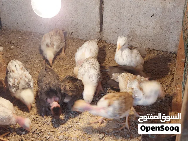 افراخ دجاج عرب وابو ركيبة