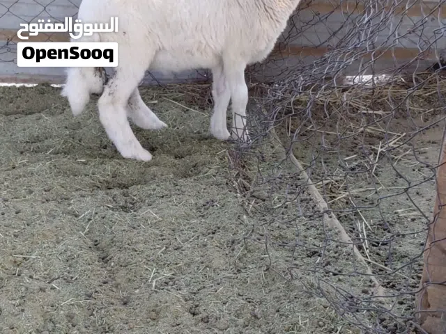 طلي حرى نظيف البيع