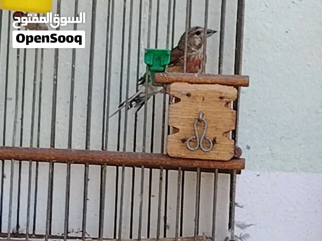 متااح  تجويد زوز دكوره  الله يبارك
