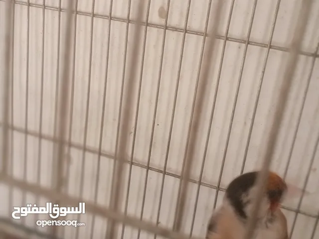 حسون ترابي حامي وفحل جلب جالي