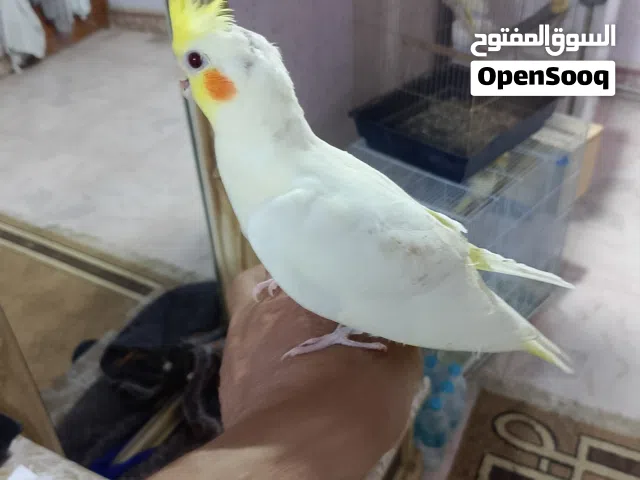 كوكتيلات عدد 2اليفات أصفر وحبشي صحة وخشونة ماشاءالله