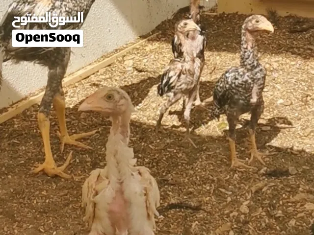 للبيع بتشوات بكستانيات العدد خمسه