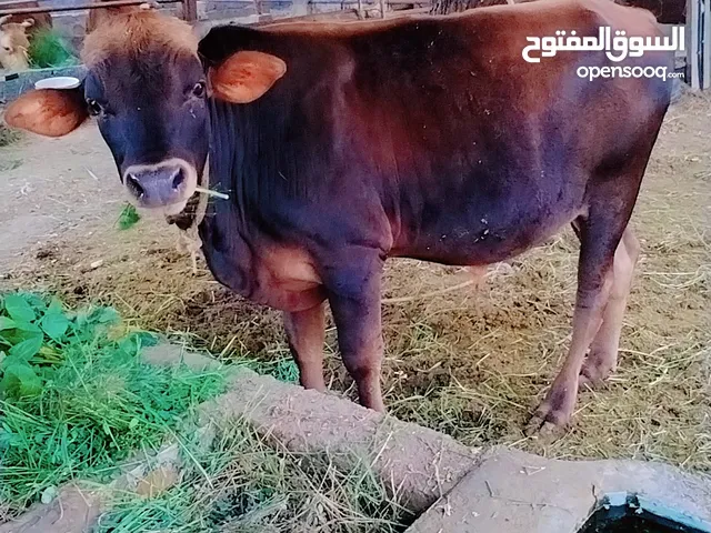 ثور عماني سمين فول ما شاء الله