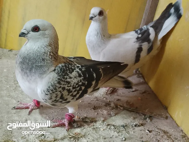 الحمام البيع في السلط