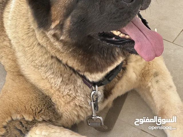 تبادل كلب اكيتا امريكي من الصين