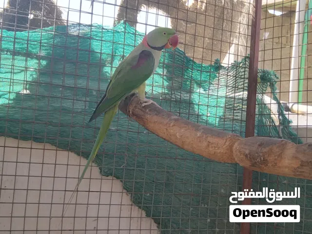 للبيع زوج نيبالي منتج ف السنه مرتين ينتج م شاء الله تابع الوصف