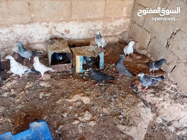 متاح سبع جواز زواجل ومراسليات
