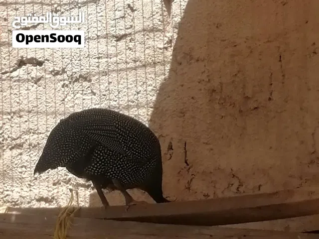 دجاج حبشي ما شاء الله جميل