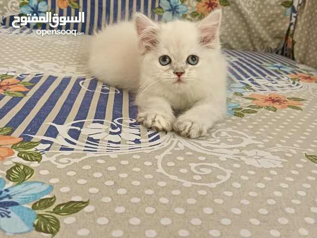 Pure Ragdoll Kittens