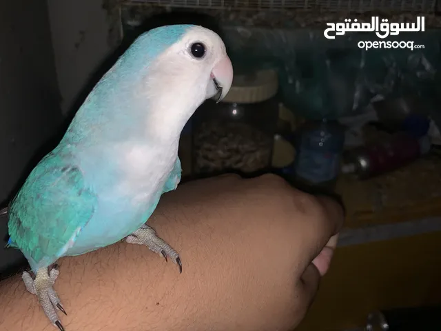 ذكر لاف بيرد اليف هدد داخل البيت الطير نشيط والصحة ممتازه \ 7 اخر