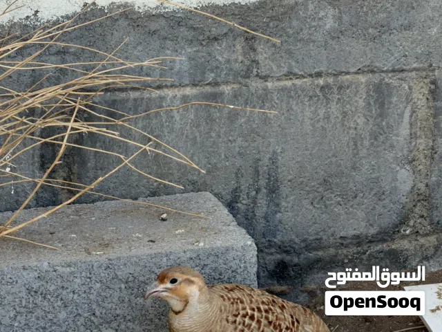 ذكر صفرد باكستاني