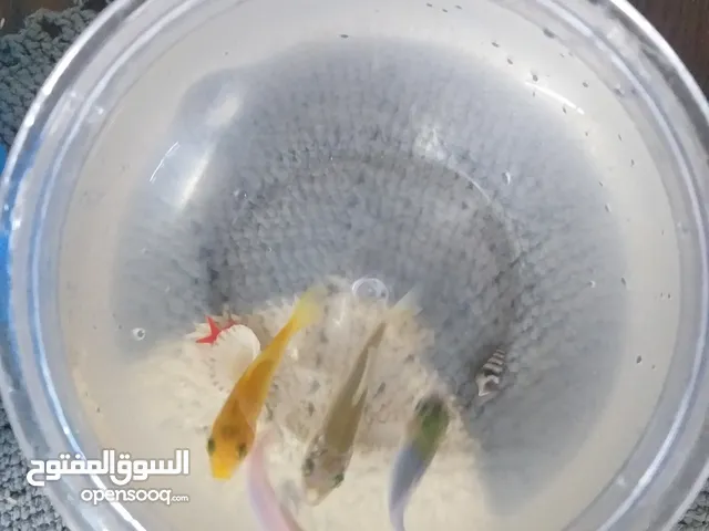 حوض سمك بلاستك مع 4 أسماك وعلبة اكل
