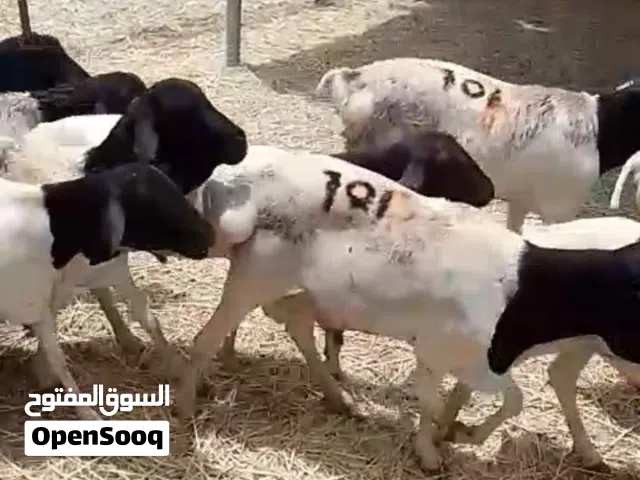 وصول دفعة جديدة من الكباشة الحجم الكبير