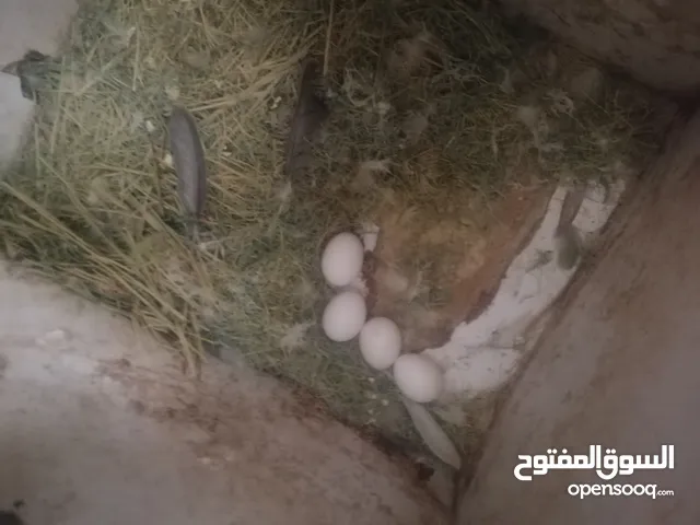 جوز روز شغال تحته بيض للبيع