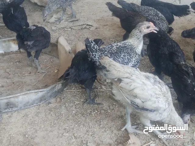 بسم الله فرخات نخب اول