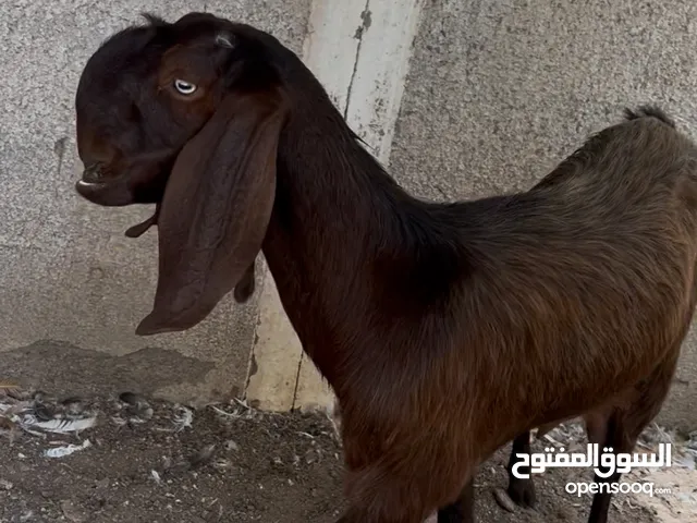 ماعز عارضي و شامي