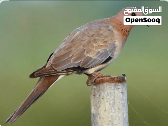 مطلوب زوج من هاذ  الفاخت