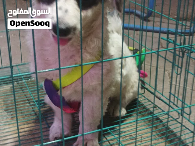 بسم الله مشاء الله متاح شيتزو للبيع