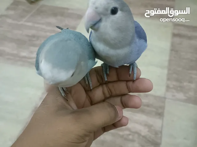 Cute Love Birds For sell .