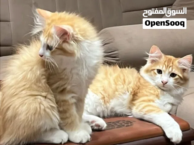للبيع قطه شيرازيه مع أبنائها