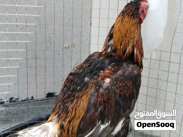 مطلوب ديك فايتر اي نوع بس اهم شي فايتر