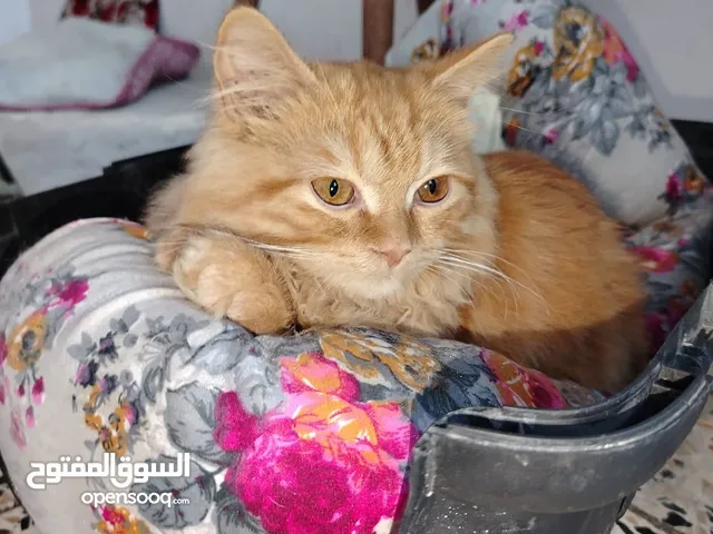 قطة للبيع ؛ شيرازي العمر شهرين ونص