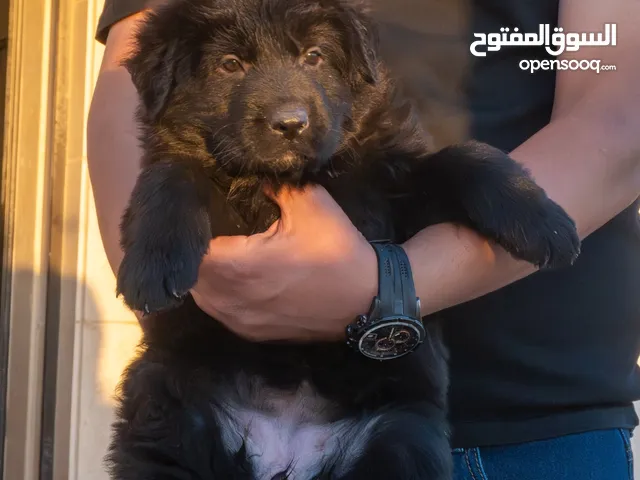 Royal black German shepherd puppies
