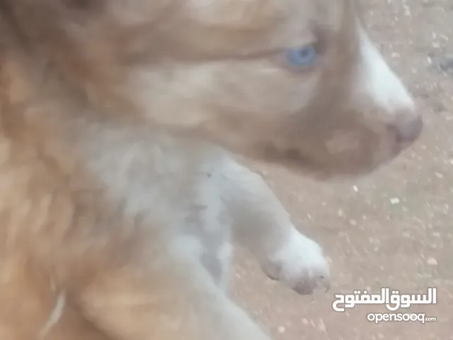 هاسكيه انثا