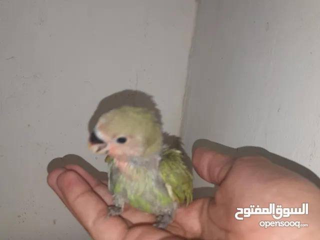 فرخ بركديلو متعود على الشرنقة